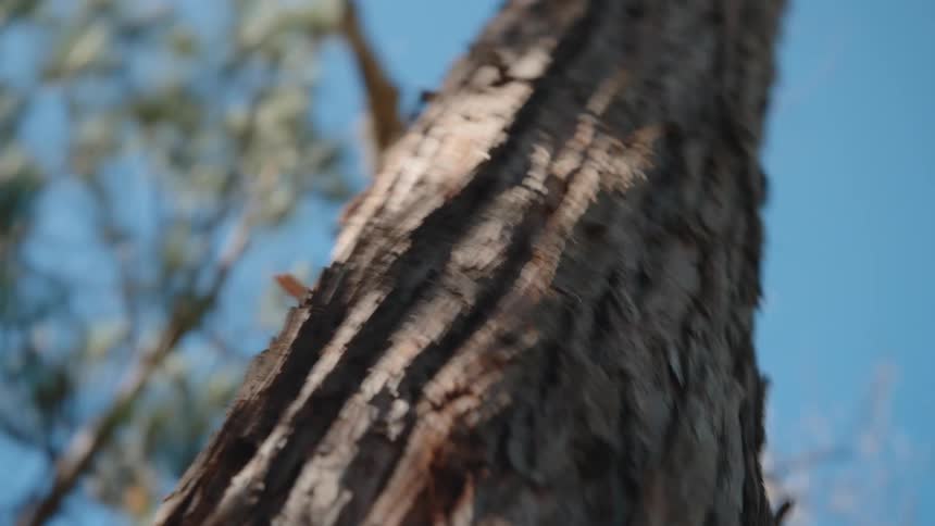 A low-angle, shallow focus shot looking up the textured bark of a tall tree towards the bright blue sky