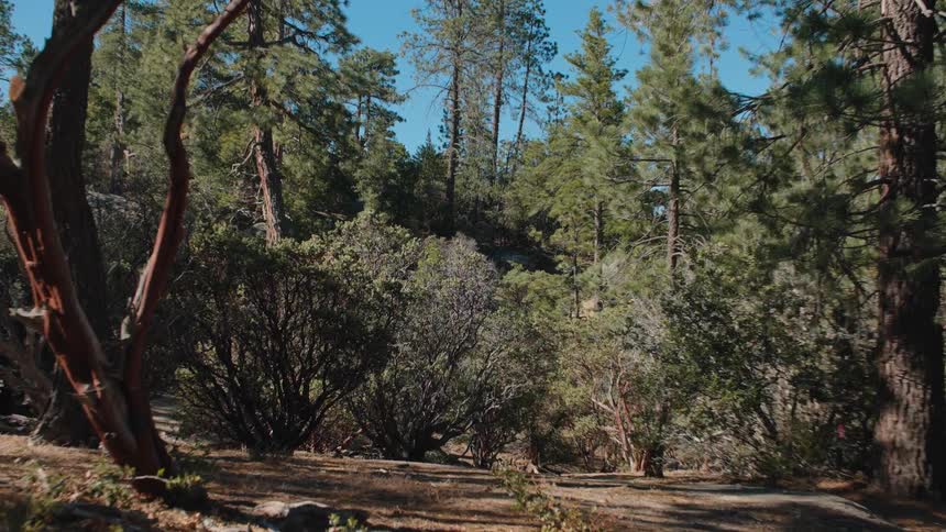 A static shot of a sunlit forest with Manzanita and pine trees under a clear blue sky