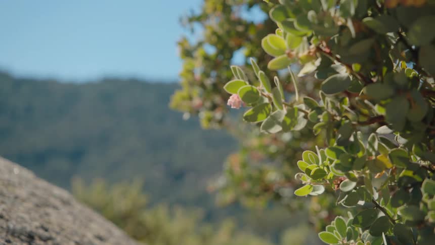 A slow focus pull reveals a close-up of a delicate pink flower on a sunlit green bush with a forested mountain in the background