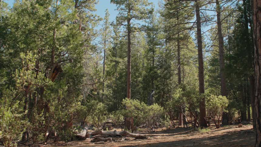 A peaceful clearing in a dense pine forest with a campsite on a sunny day