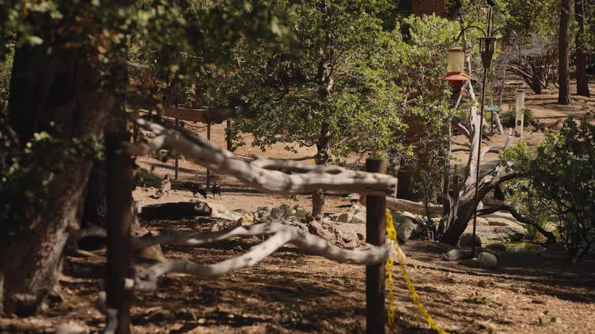 A flock of California Quails forages on the ground in a sunlit forest clearing behind a rustic wooden fence