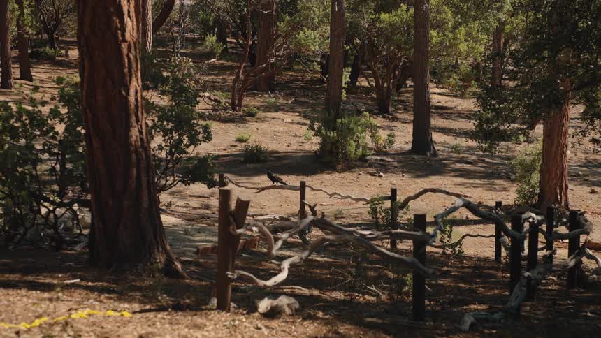 A black crow lands on a rustic wooden fence in a sunny forest and hops down to the ground