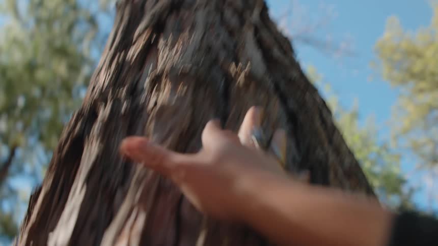 A close-up, low-angle shot of a hand with rings gently touching the rough bark of a tree trunk in a sunlit forest