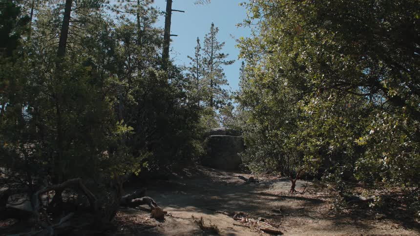 Tilting down from a sun-drenched sky through towering pine trees to a tranquil, shaded hiking trail below