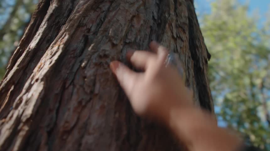 A close-up, shaky shot of a person's hand with rings gently feeling the textured bark of a large tree in a forest