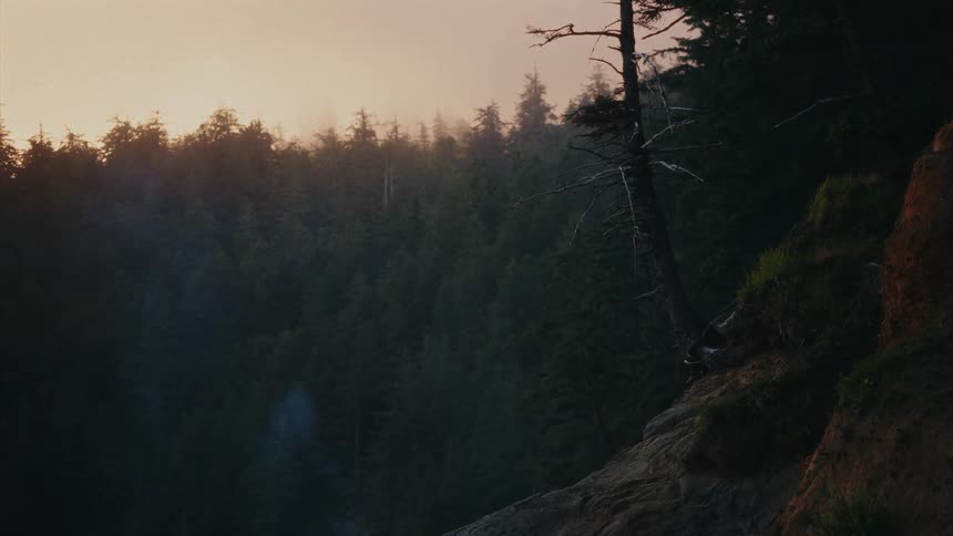 A lone tree stands on a rocky cliff overlooking a misty evergreen forest at sunrise