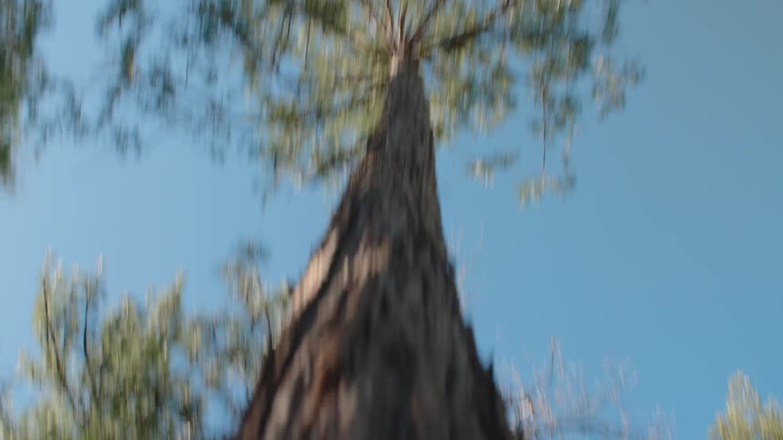 A low-angle view of a tall pine tree creates a sense of vertigo as the focus repeatedly blurs and sharpens