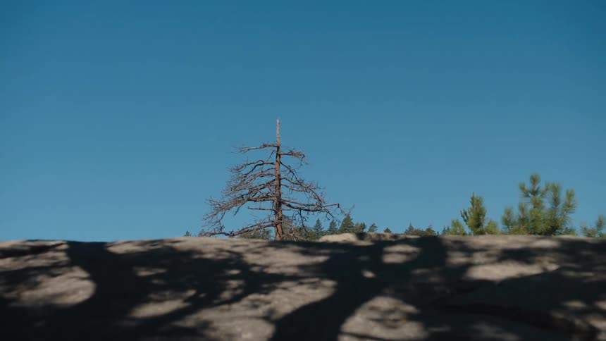 A leafless tree stands tall against a vibrant blue sky, framed by shadows on a rocky foreground