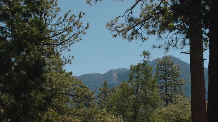 A lone bird glides gracefully across a clear blue sky above a vast mountain range, framed by the quiet stillness of a pine forest