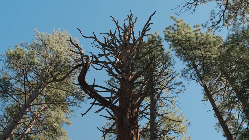 A low-angle view shows a gnarled, dead tree standing tall amongst living pine trees against a clear blue sky