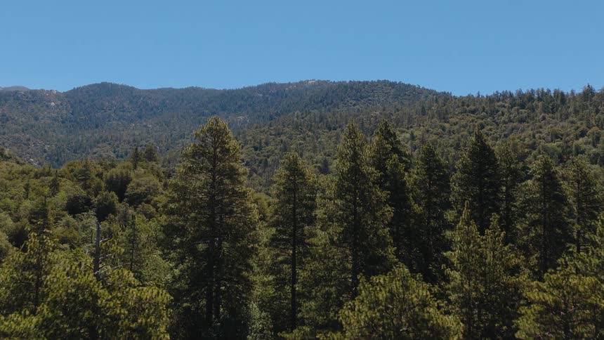 An aerial shot slowly rises above a lush green pine forest, revealing a vast mountain landscape on a clear sunny day