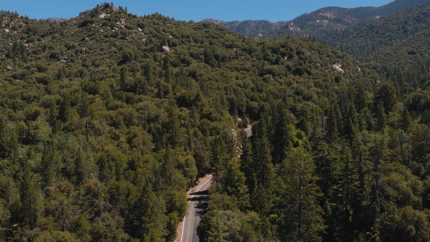 A solitary white car navigates a winding mountain road through a vast, dense evergreen forest