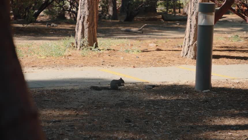 Dynamic camera shot tilts down from the forest canopy and rapidly zooms in on a squirrel eating on the ground