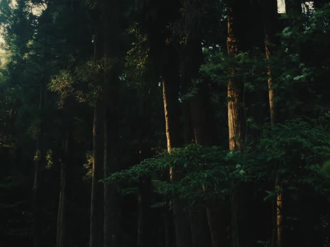 Sunlight subtly filters through the dense canopy of a dark and moody forest