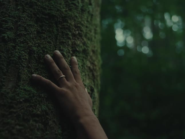 A person's hand wearing a ring gently feels the soft green moss covering a tree trunk in a tranquil forest