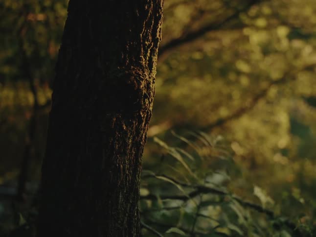 A tranquil close-up of a mossy tree trunk in a quiet forest with a soft lens flare
