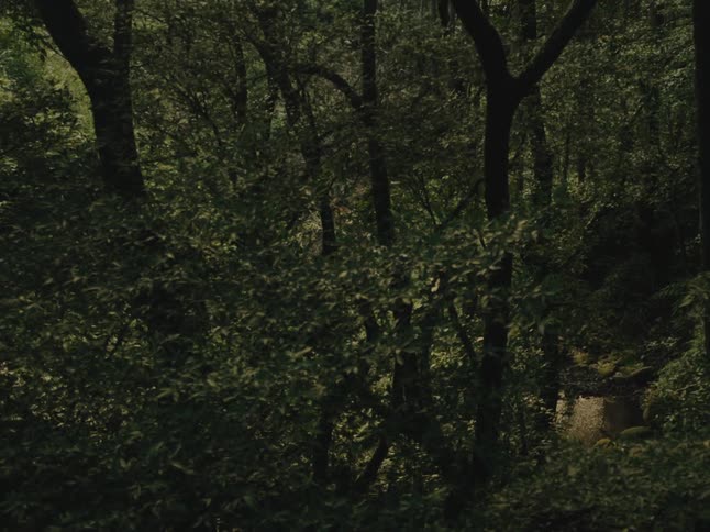 A serene view of a dense, dark forest with a tranquil stream peeking through the foliage