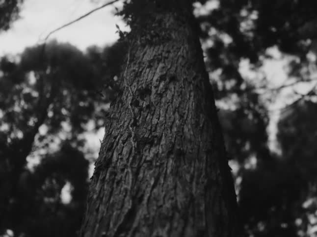 A still, low-angle, black and white shot focuses on the textured bark of a large tree trunk in a forest