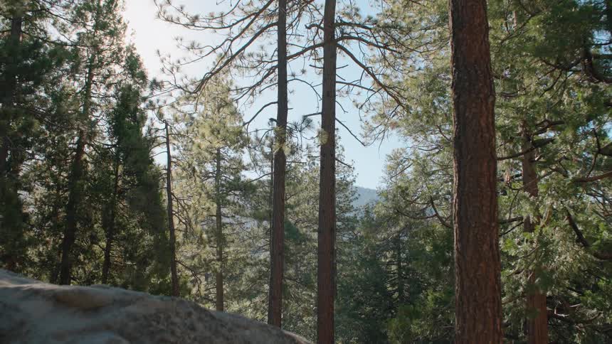 Dizzying whip zoom through a sunlit pine forest on a bright day