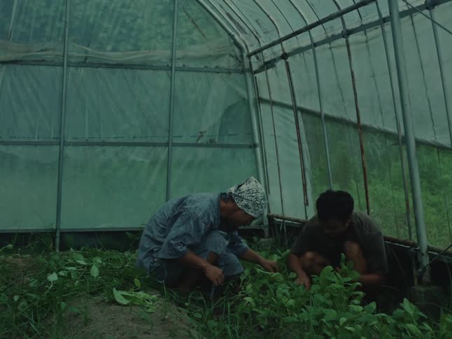 Two Asian farmers meticulously tend to young green plants growing inside a rustic greenhouse
