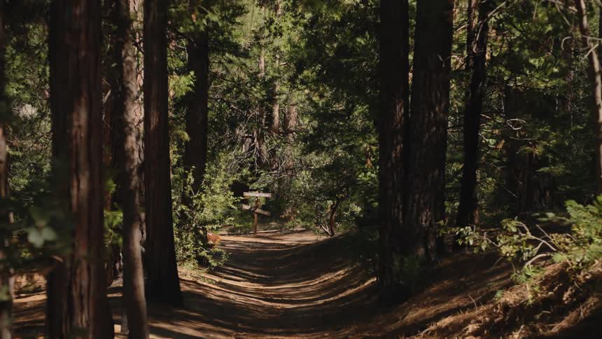 A fast-paced zoom down a sun-dappled dirt trail in a dense pine forest reveals a wooden signpost at a fork in the path
