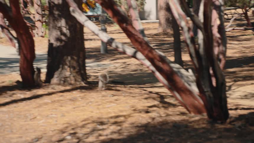A squirrel runs across the sunlit ground in a forest to join another squirrel