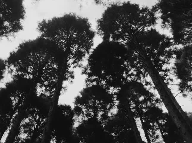 A still, low-angle shot in black and white captures the silhouettes of tall pine trees against an overcast sky