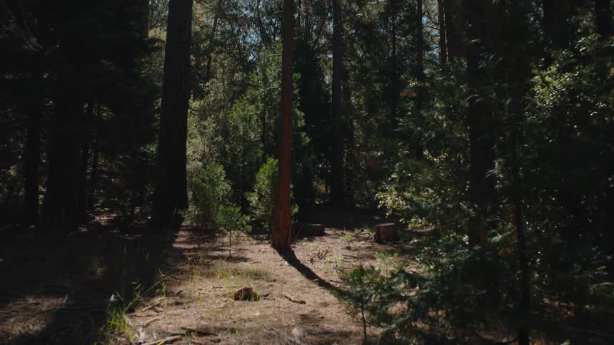 Tilting down from sunlit pine tree canopies to the tranquil forest floor on a bright day