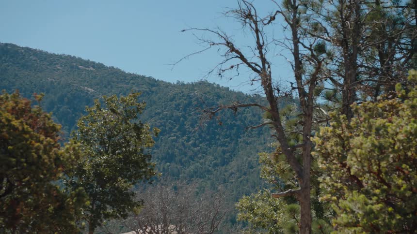 A dynamic zoom shot through foreground trees reveals a vast, lush mountain forest under a clear blue sky