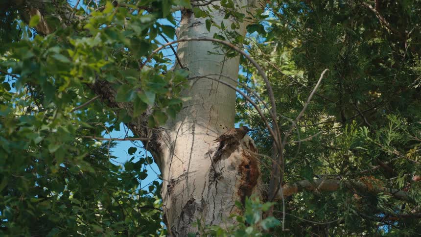 A Northern Flicker woodpecker rests on a sunlit tree trunk, surrounded by rustling green leaves in a forest