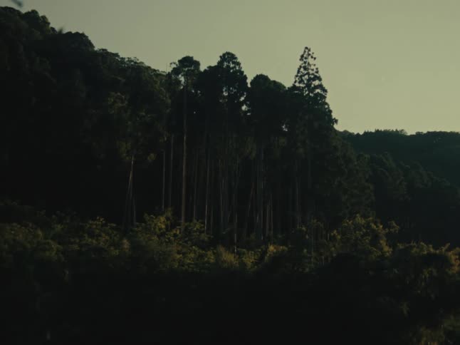 Tall evergreen trees stand on a dark, moody hillside during golden hour