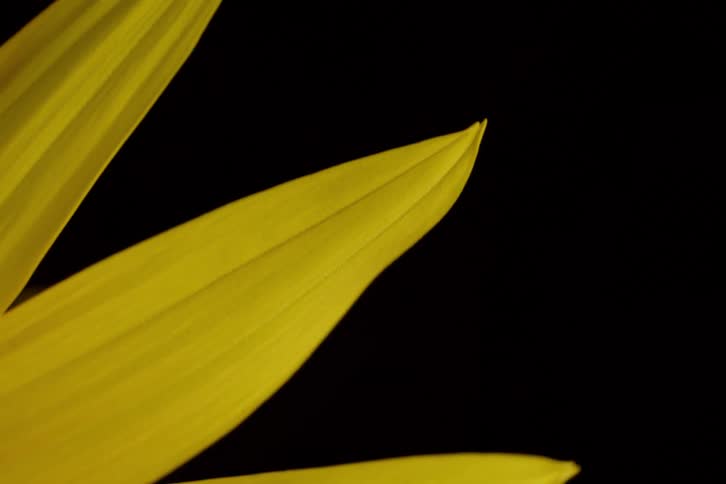 A slow zoom out reveals the vibrant yellow petals of a sunflower in a macro shot against a stark black background