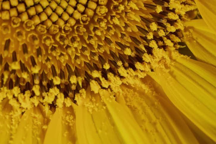 An extreme macro close-up reveals the detailed patterns and rich yellow pollen of a sunflower's core