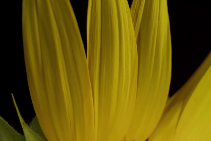 A macro close-up shot of a bright yellow sunflower slowly tilts down to reveal its center against a black background
