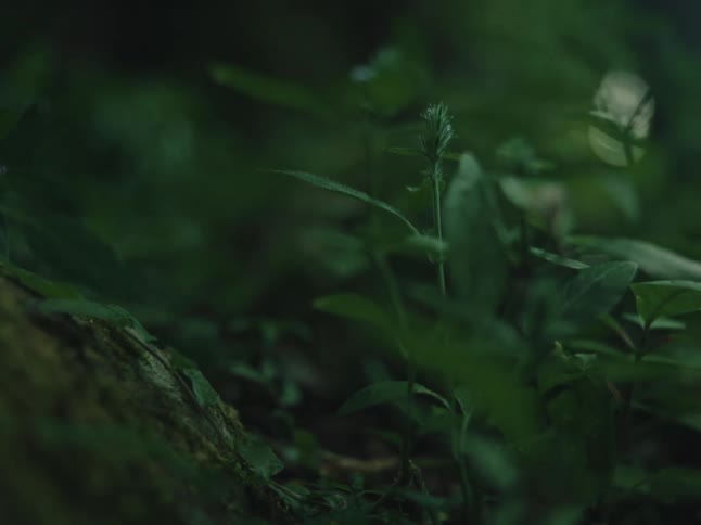 A moody close-up shot of a small green plant stalk growing in the soft, dim light of the forest undergrowth