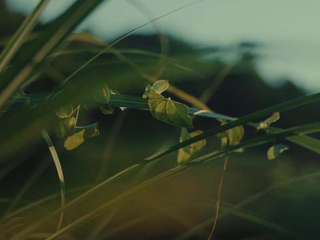 A tranquil close-up shot focuses on sun-kissed green leaves nestled amongst blades of tall grass at dusk