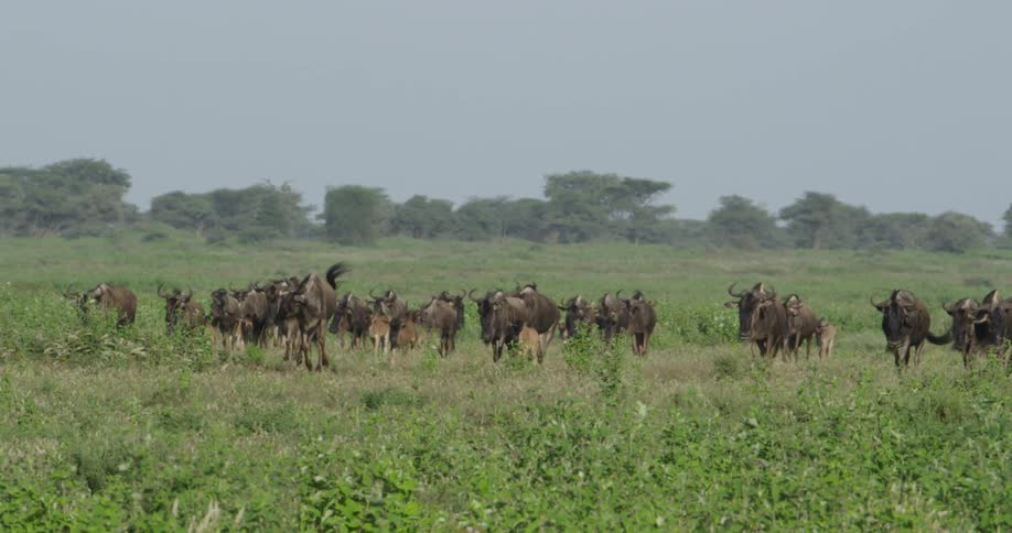 Herd of animals where some are walking and others running