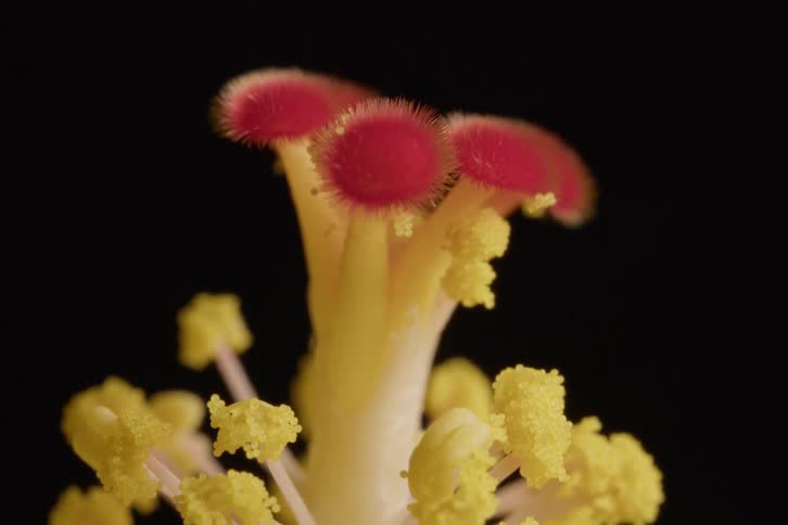 A detailed macro shot pans up the pollen-covered yellow stamen to the fuzzy red stigma of a flower against a black background