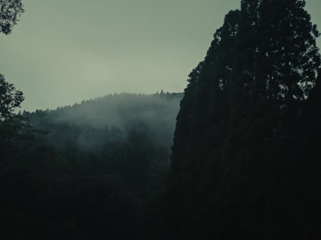 Low-lying fog drifts through a dark, dense forest in the mountains on an overcast day