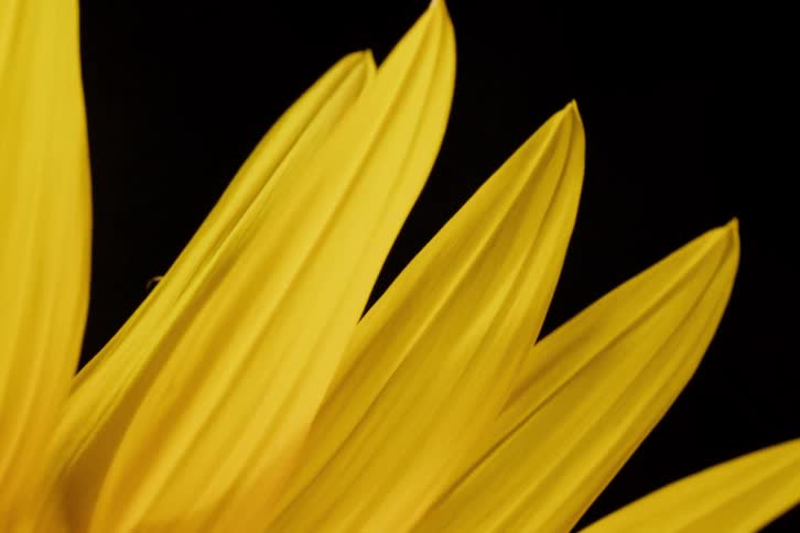 A slow pan reveals the intricate details of a vibrant yellow sunflower against a stark black background