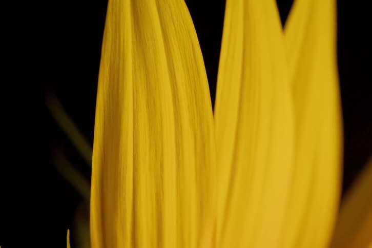 An extreme close-up of a vibrant yellow sunflower reveals its delicate petals and textured center against a dark background