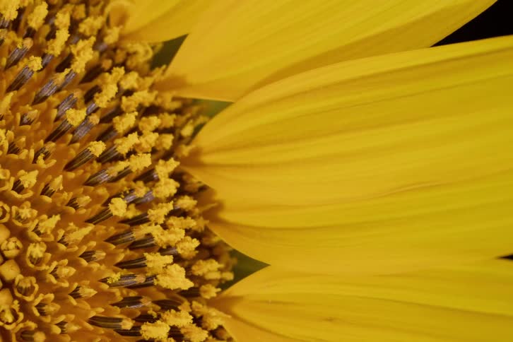 A slow pan reveals the intricate details of a vibrant yellow sunflower in a stunning macro close-up shot