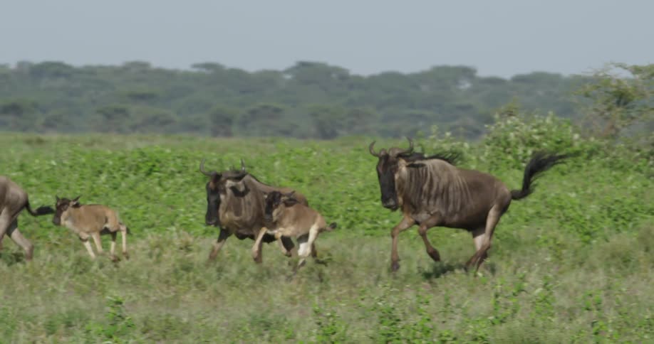 Animals galloping through the savanna