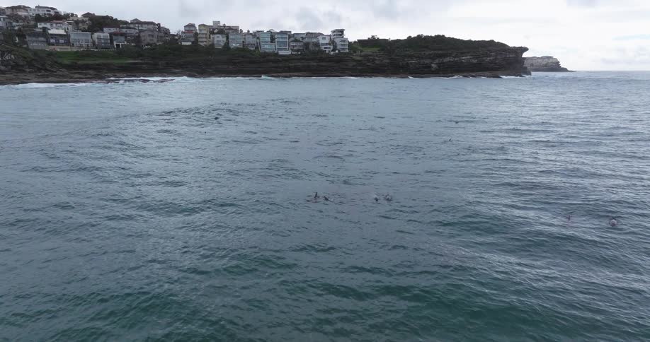A large pod of dolphins playfully swims and jumps in the ocean near a scenic coastal town