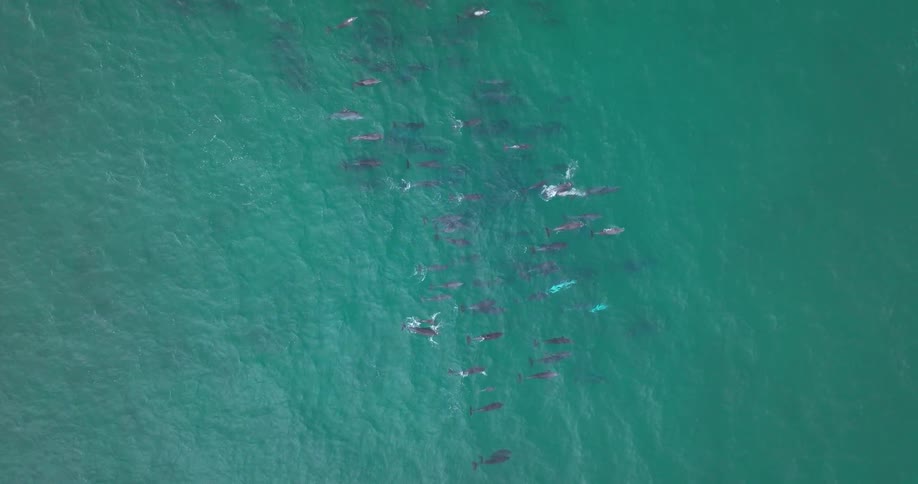 An incredible top-down aerial view captures a massive pod of dolphins swimming together in the turquoise ocean