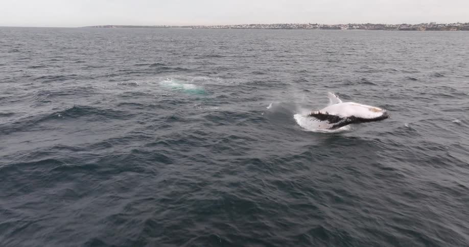 A majestic humpback whale breaches out of the ocean in dramatic slow motion, creating a massive splash