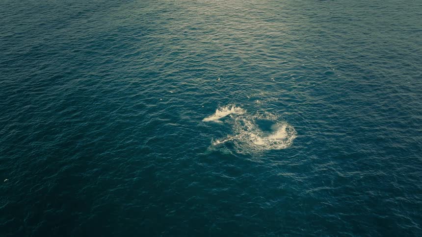 A stunning aerial view captures a rare white humpback whale and its calf bubble-net feeding in the vast open ocean