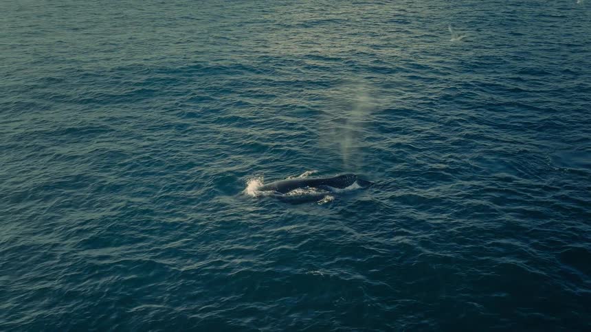 Majestic aerial view of two large whales swimming and spouting water in the deep blue ocean, with seagulls flying overhead