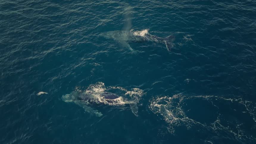 An incredible aerial top-down view shows two magnificent humpback whales spouting water as they swim in the deep blue ocean