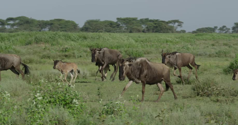 Wildebeest running through a green pasture
